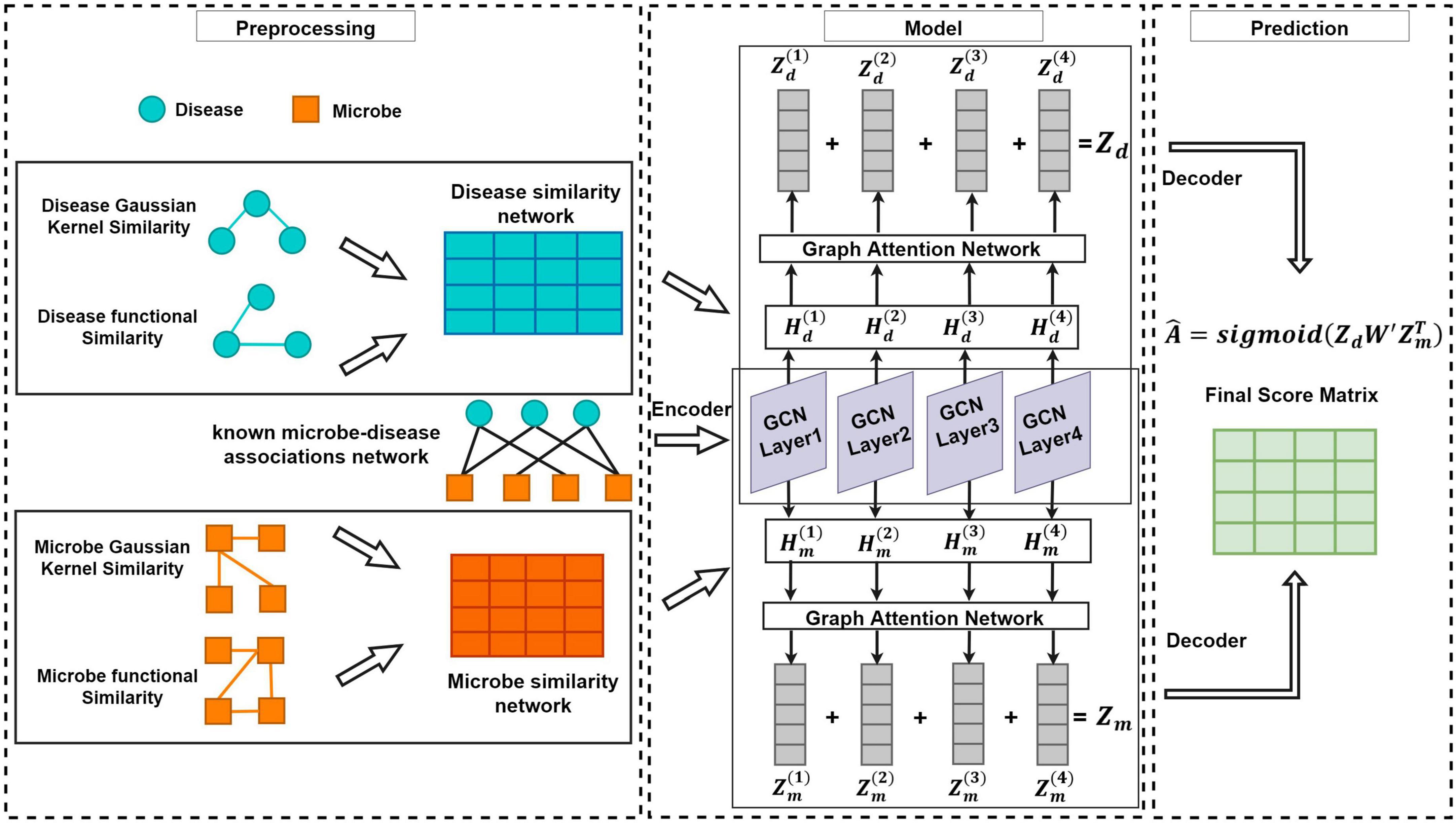 Identifying microbe-disease association based on graph convolutional attention network: Case study of liver cirrhosis and epilepsy